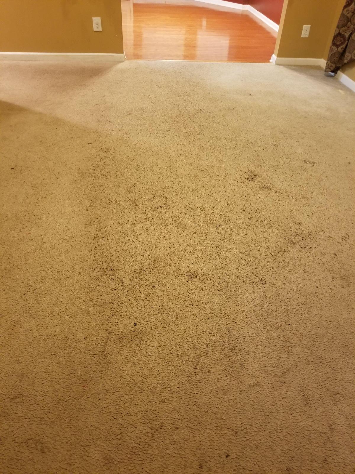 Carpet Cleaning Services in Durham | Chapel Hill | Raleigh